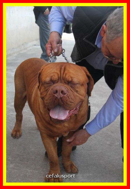 180311 mostra_canina 204.jpg